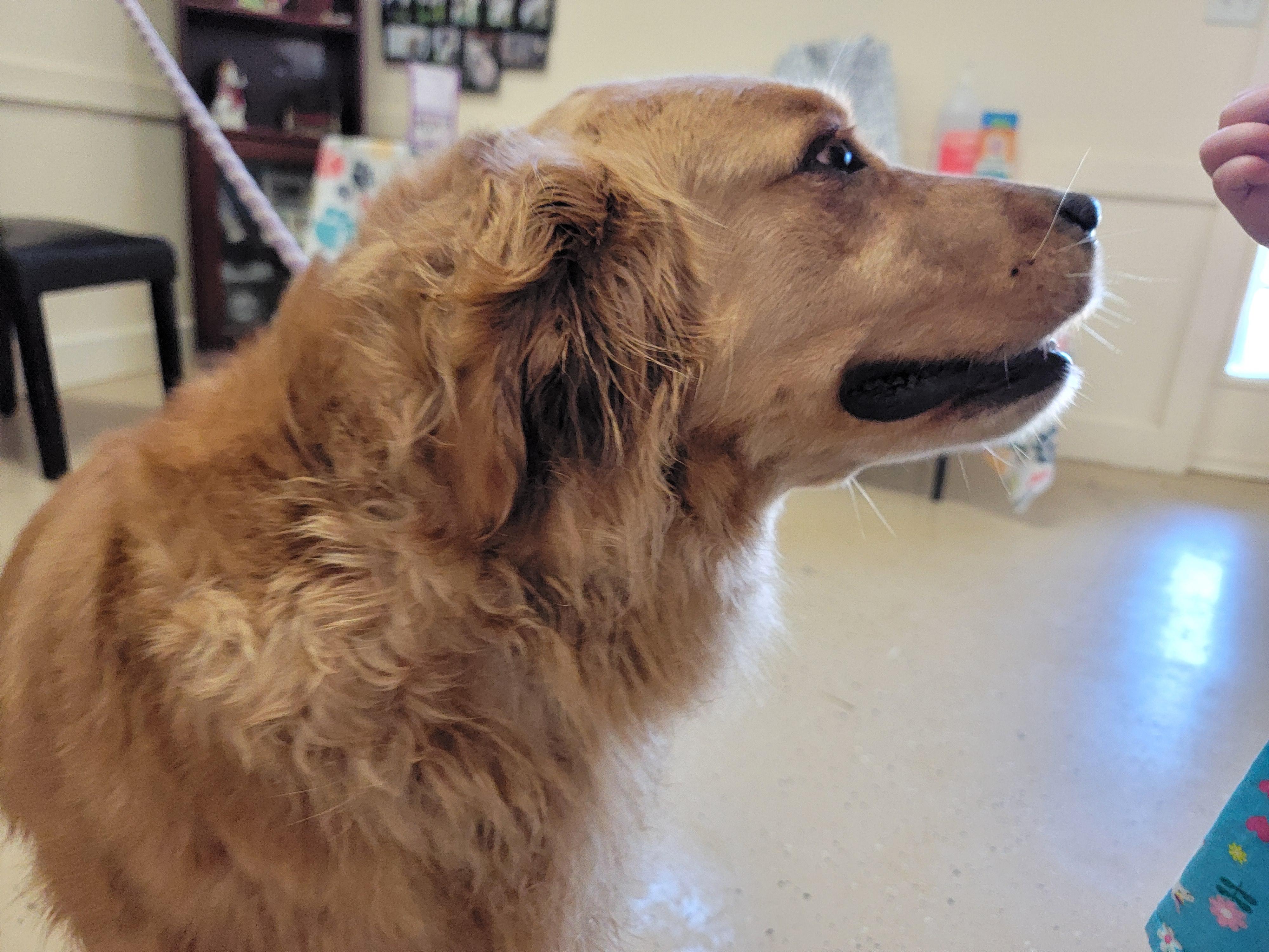 Enlarge Dolly, a ADOPTABLE Golden Retriever in Mount Sterling, KY image 6/6