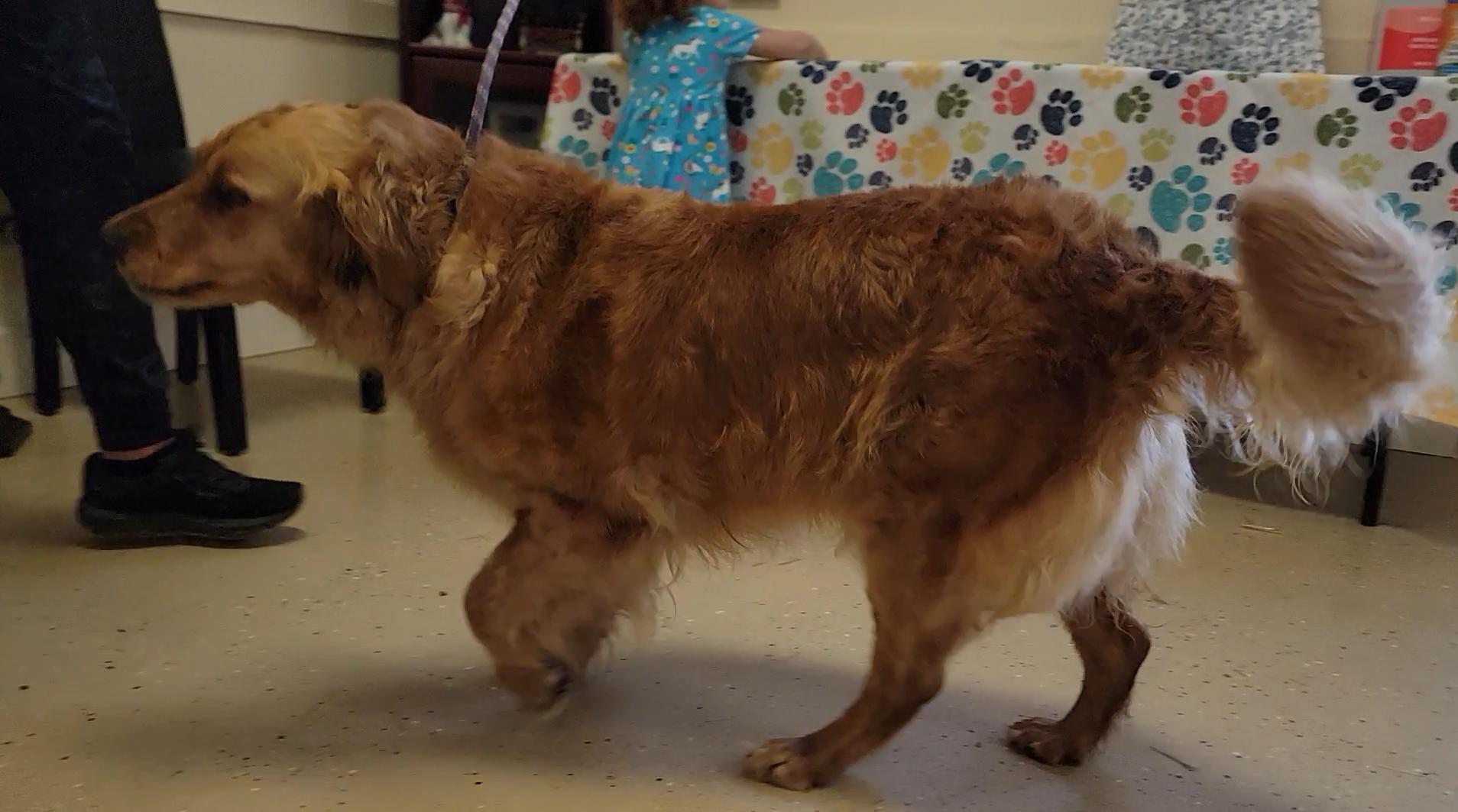 Enlarge Dolly, a ADOPTABLE Golden Retriever in Mount Sterling, KY image 5/6