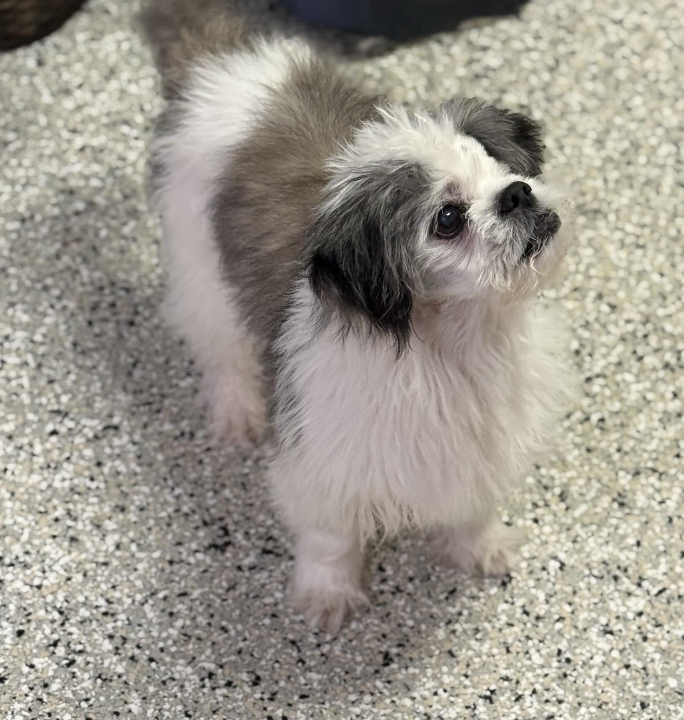 Enlarge Tashi, an adopted mixed breed in Rochester, NY image 4/6