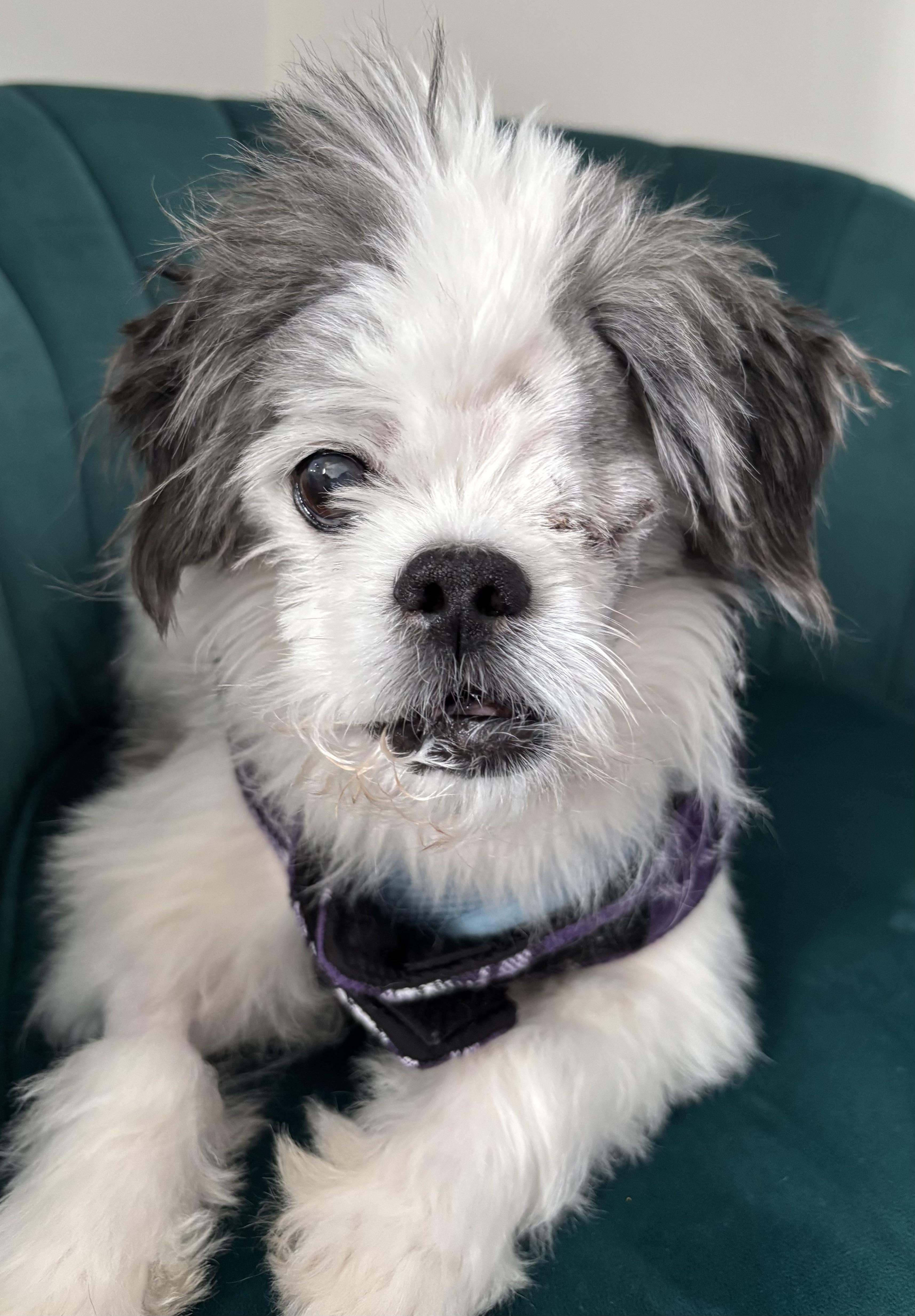 Enlarge Tashi, an adopted mixed breed in Rochester, NY image 5/6