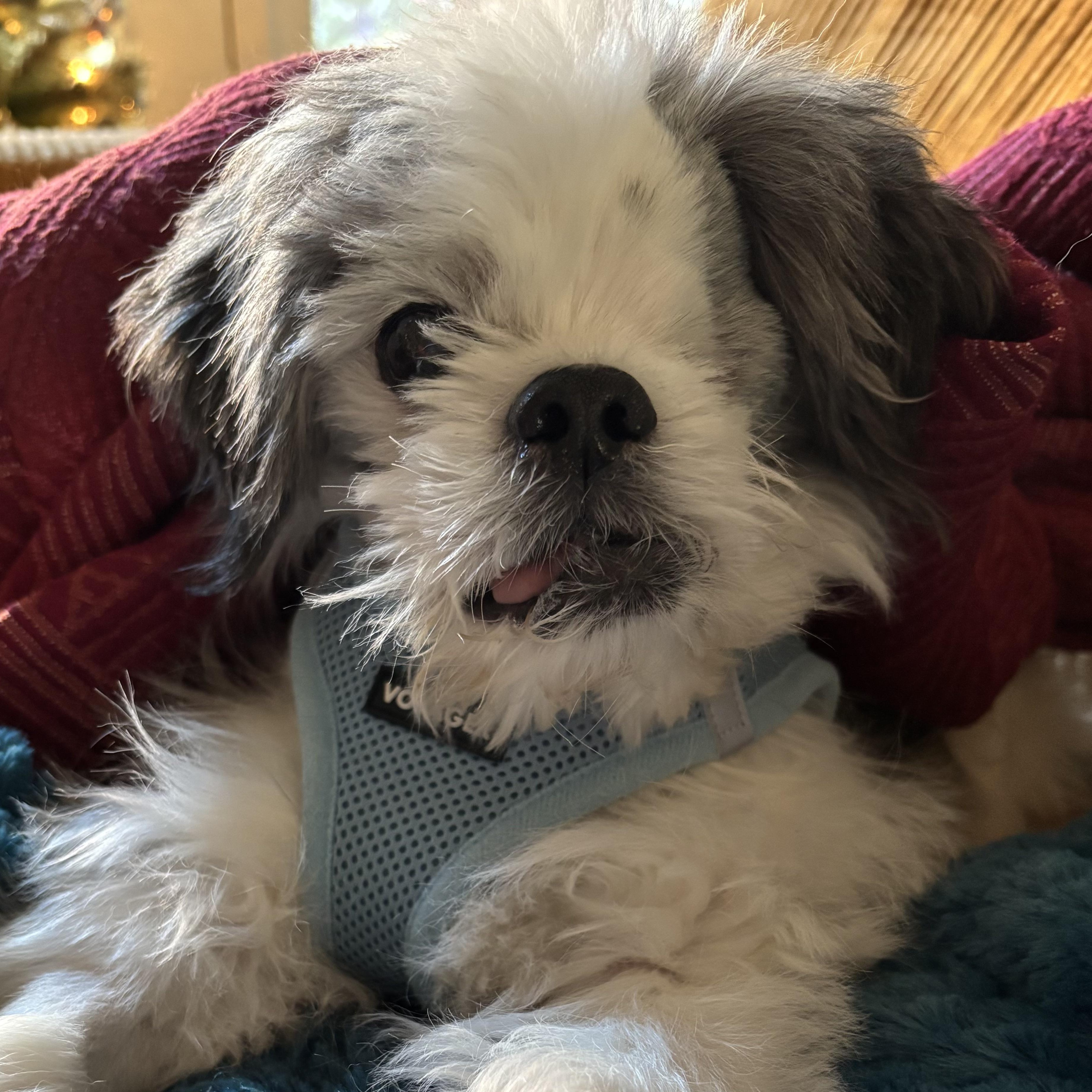 Enlarge Tashi, an adopted mixed breed in Rochester, NY image 2/6