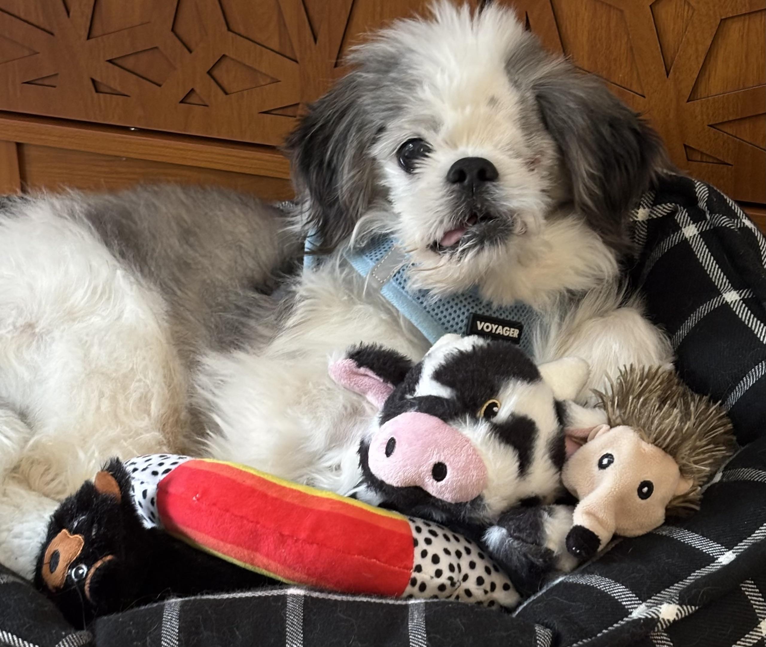 Enlarge Tashi, an adopted mixed breed in Rochester, NY image 6/6