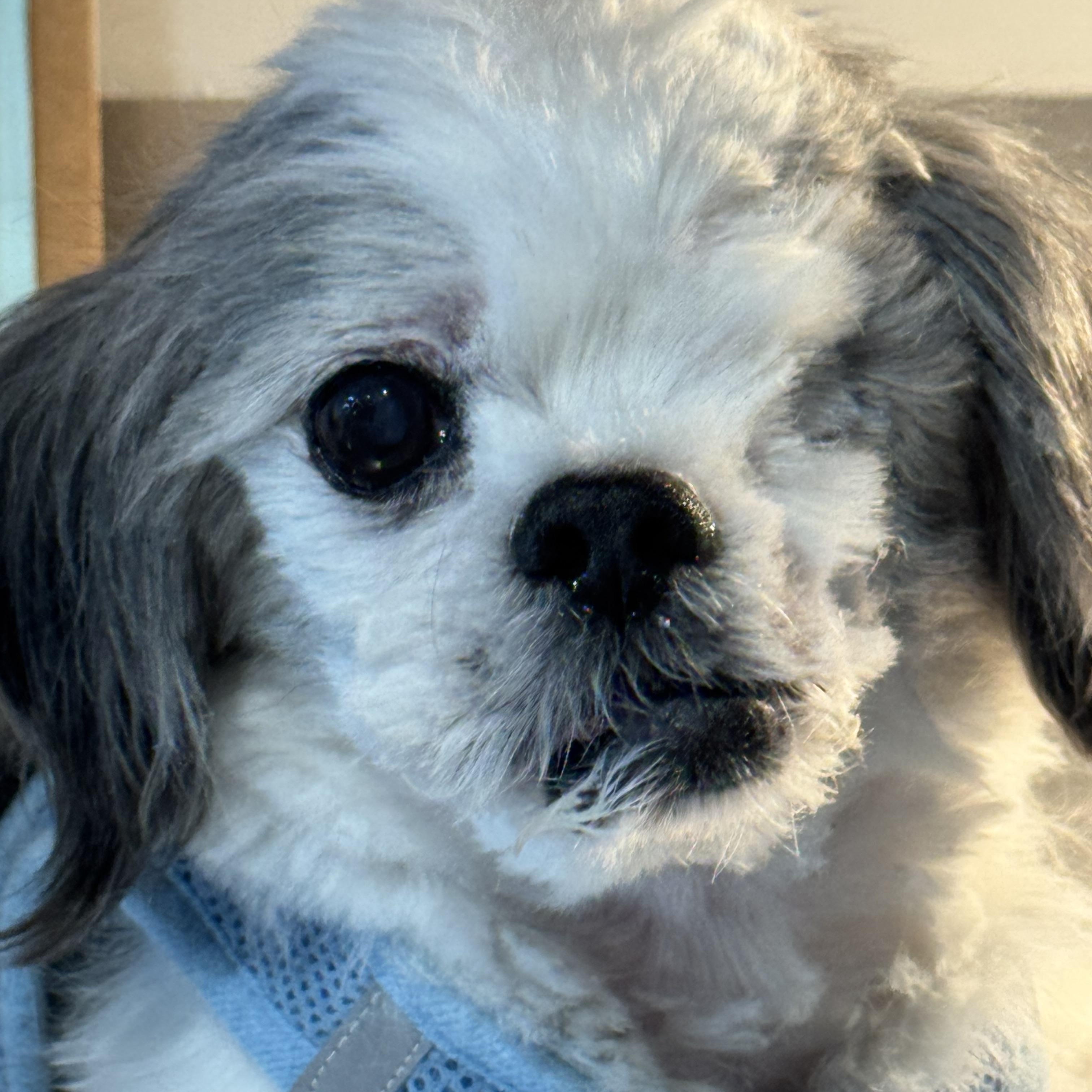 Enlarge Tashi, an adopted mixed breed in Rochester, NY image 1/6