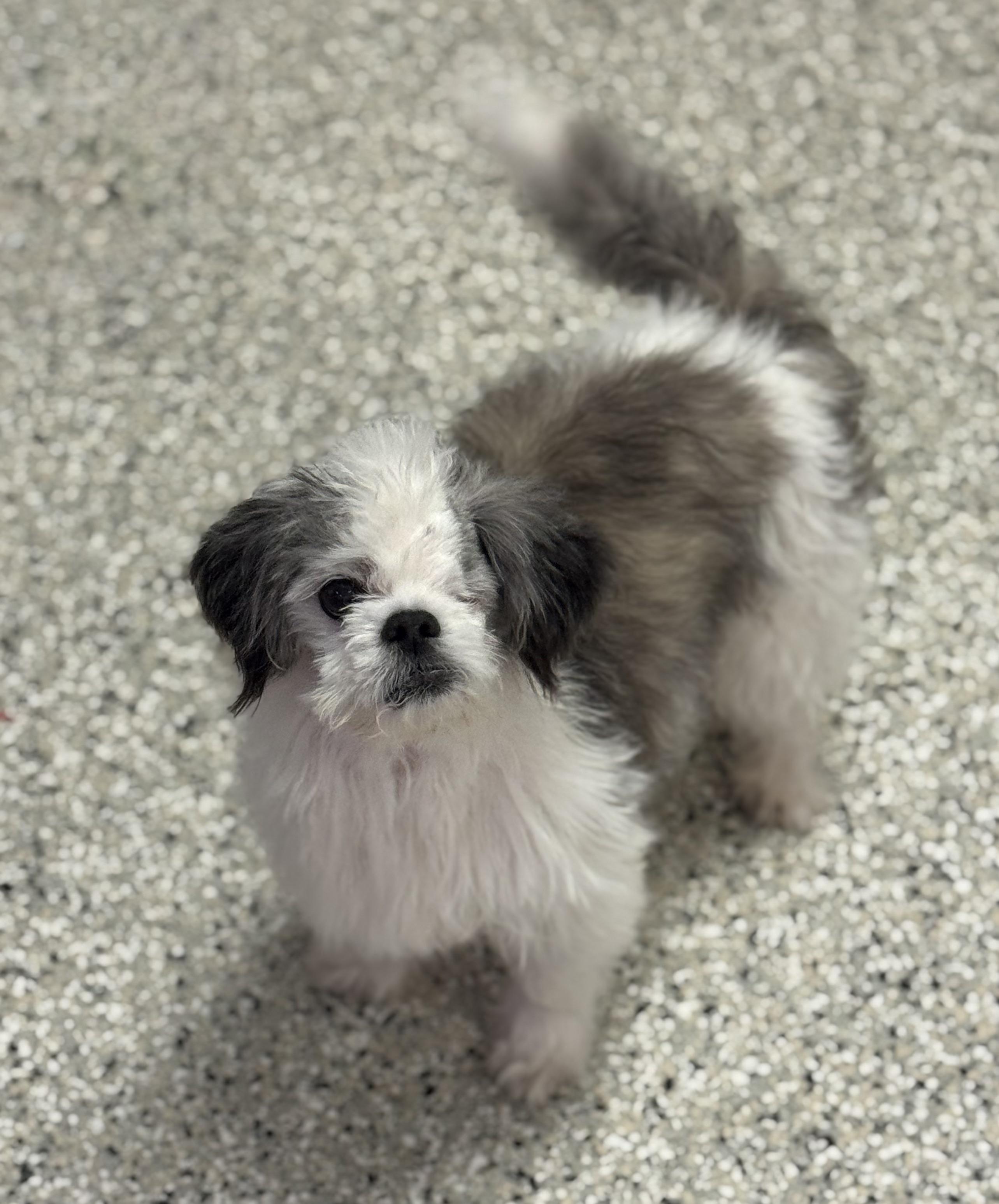 Enlarge Tashi, an adopted mixed breed in Rochester, NY image 3/6