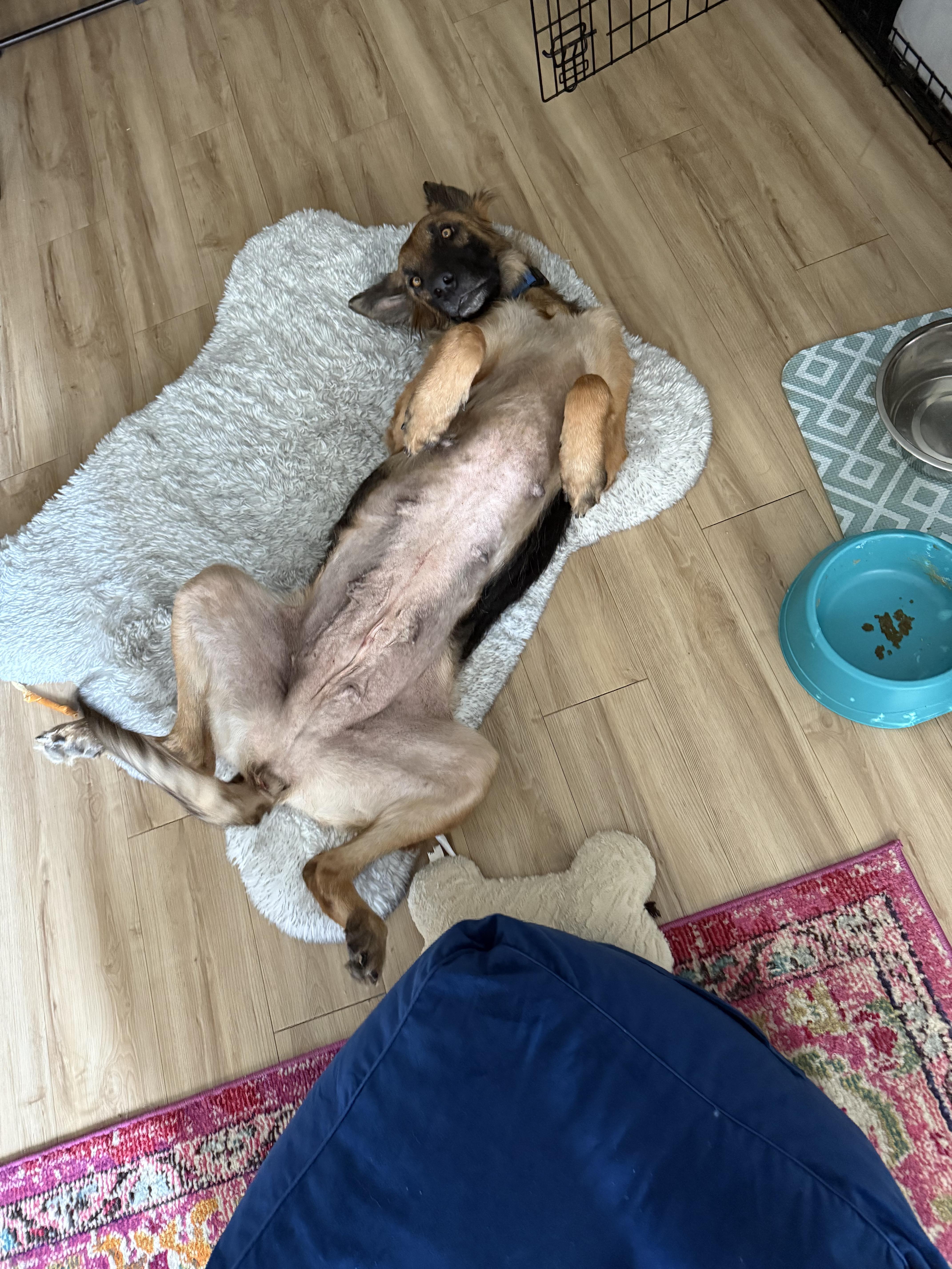 Skakira — thumbnail 3