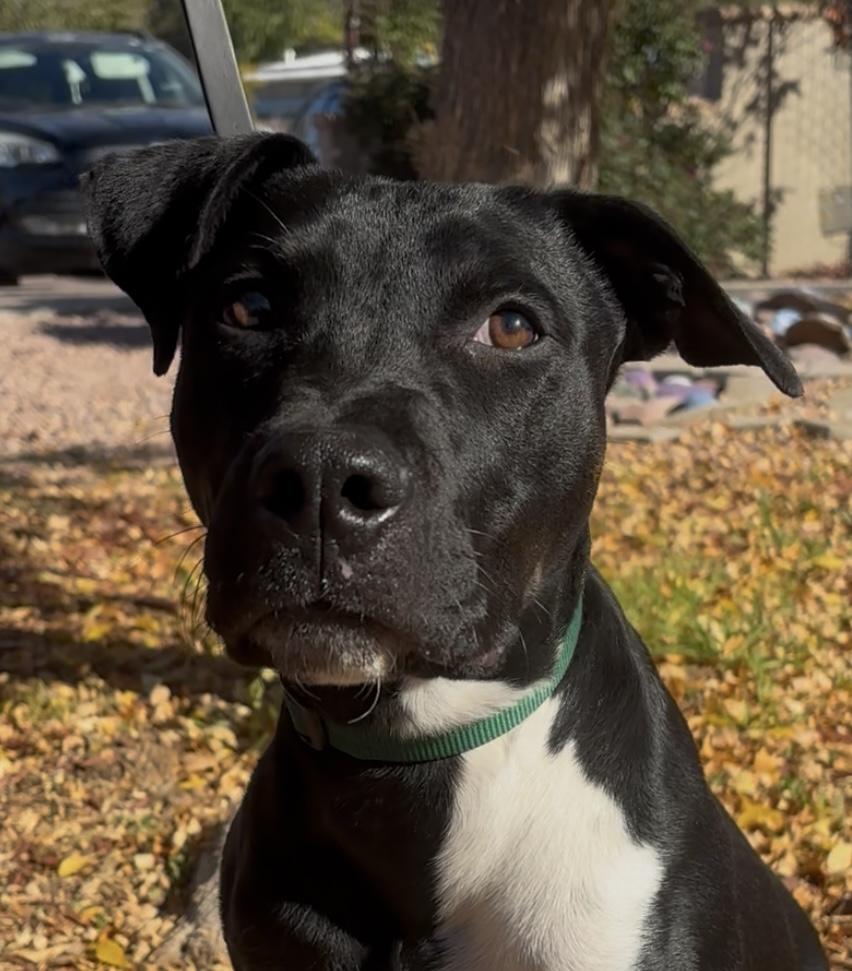 Jude, ADOPTABLE, Young Male Australian Shepherd.
