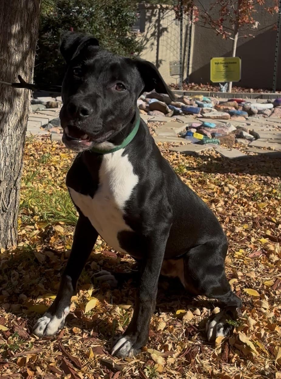 Enlarge Jude, a ADOPTABLE mixed breed in Payson, AZ image 5/6