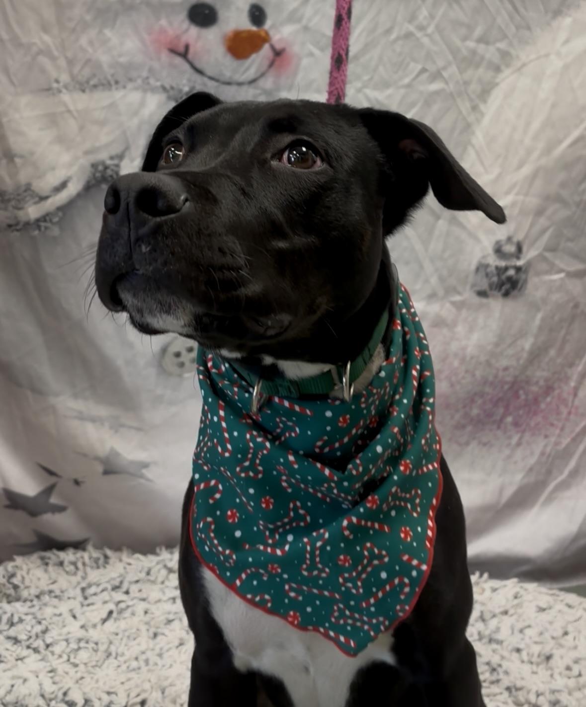 Enlarge Jude, a ADOPTABLE mixed breed in Payson, AZ image 4/6