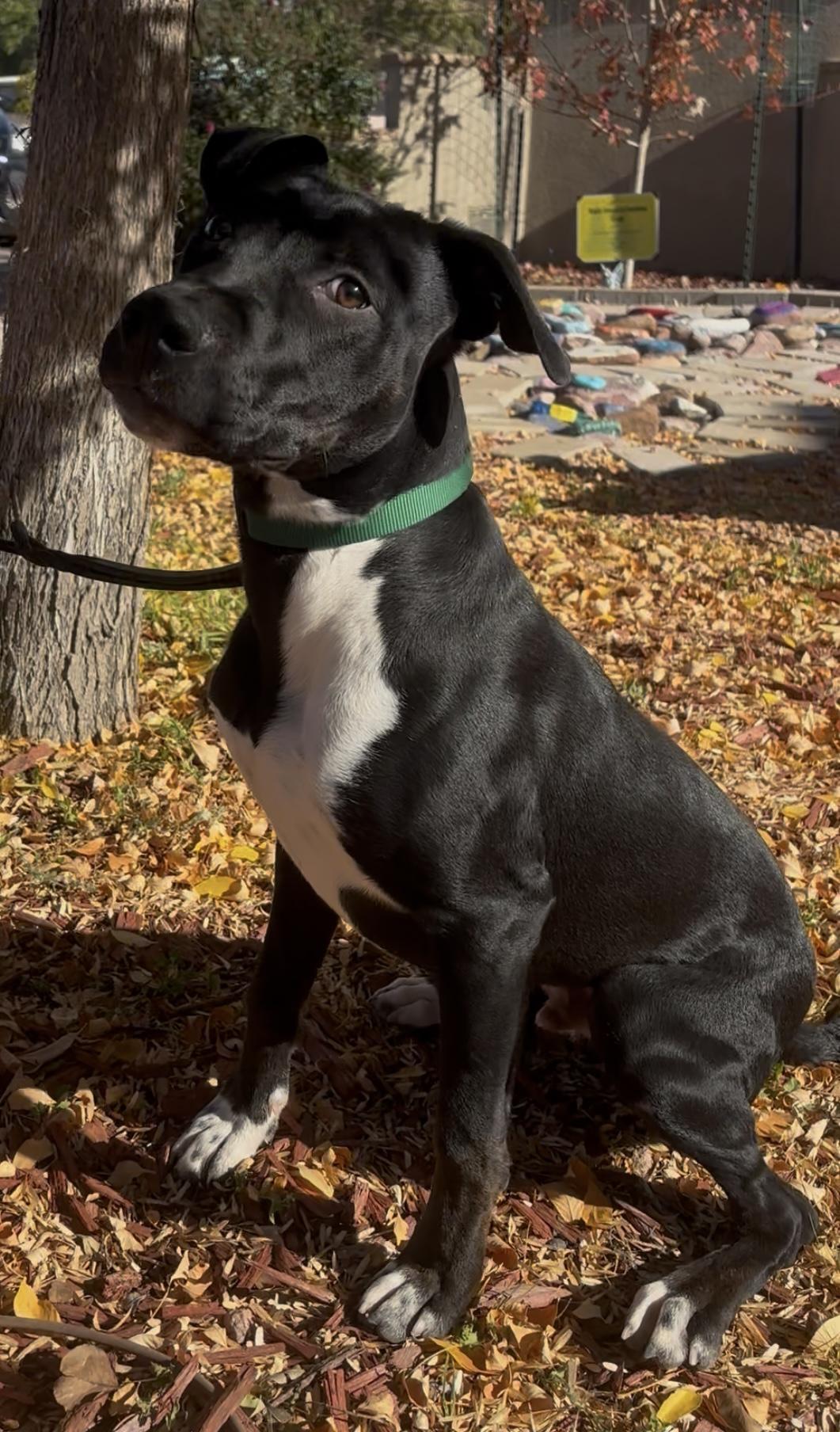 Enlarge Jude, a ADOPTABLE mixed breed in Payson, AZ image 3/6