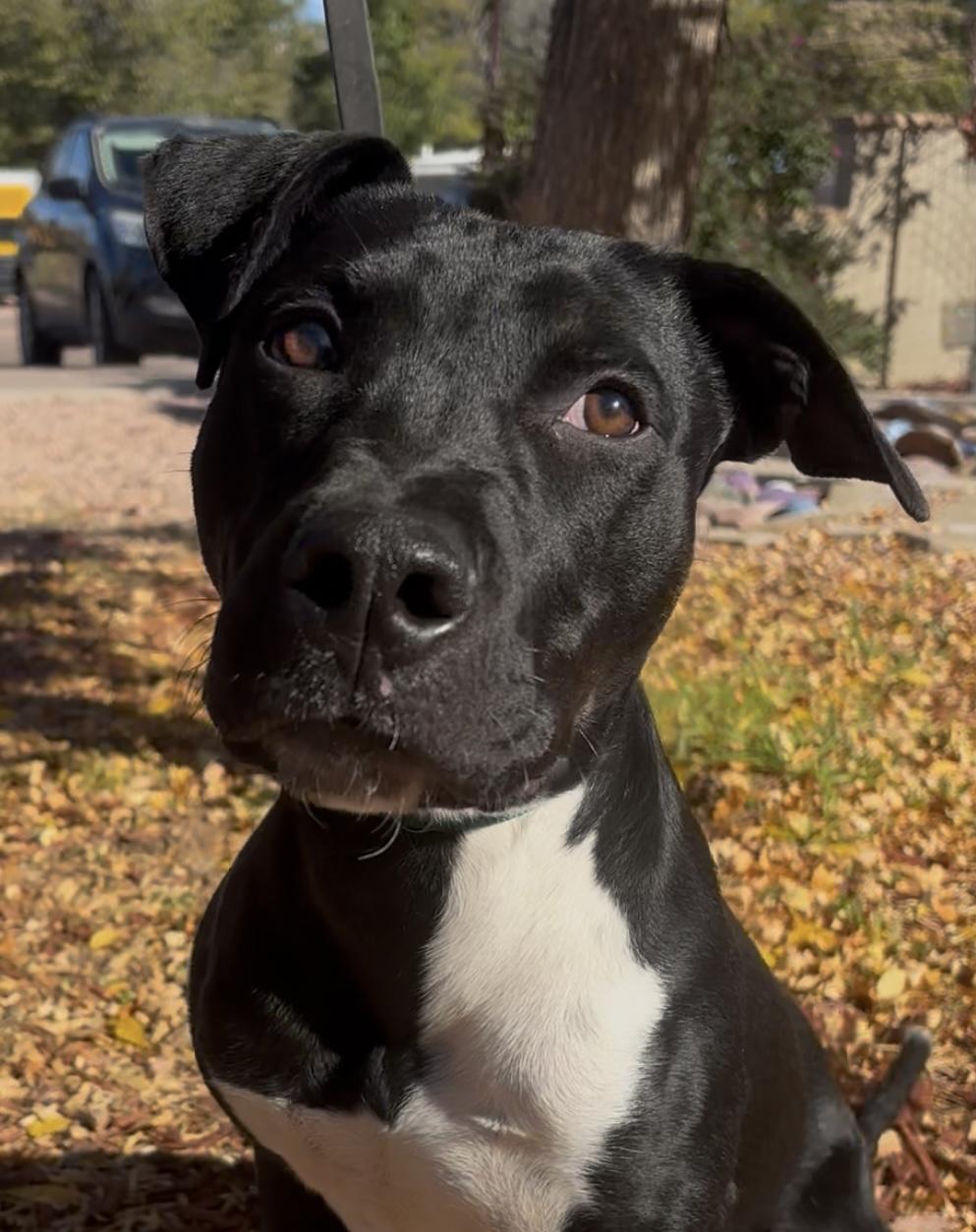 Enlarge Jude, a ADOPTABLE mixed breed in Payson, AZ image 6/6