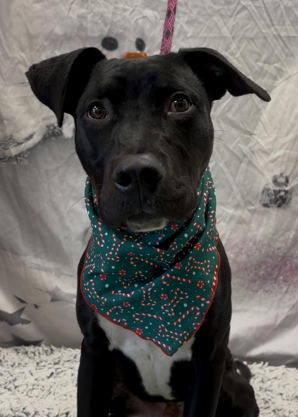 Enlarge Jude, a ADOPTABLE mixed breed in Payson, AZ image 2/6