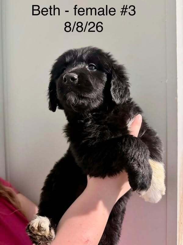 Beth Dutton, Adoptable, Puppy Female Golden Retriever & Great Pyrenees.