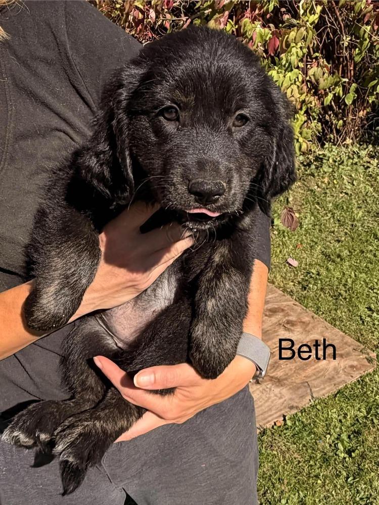Enlarge Beth Dutton, a Adoptable mixed breed in Waunakee, WI image 2/2