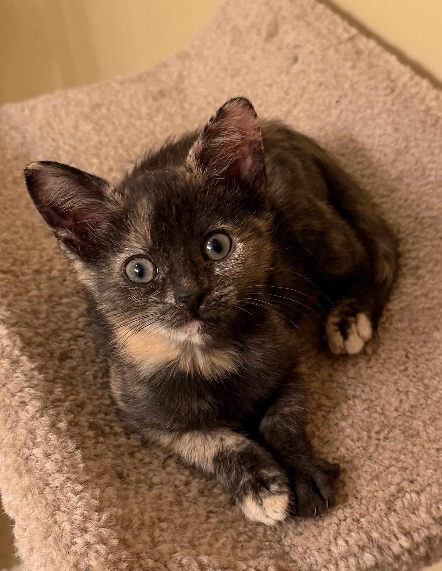Autumn, Adoptable, Kitten Female Domestic Short Hair.
