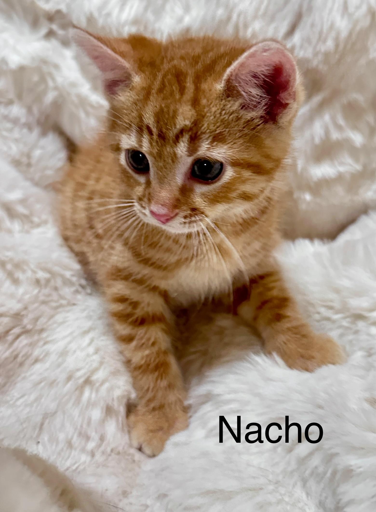 Enlarge Nacho, an adopted Domestic Short Hair in South Elgin, IL image 1/1