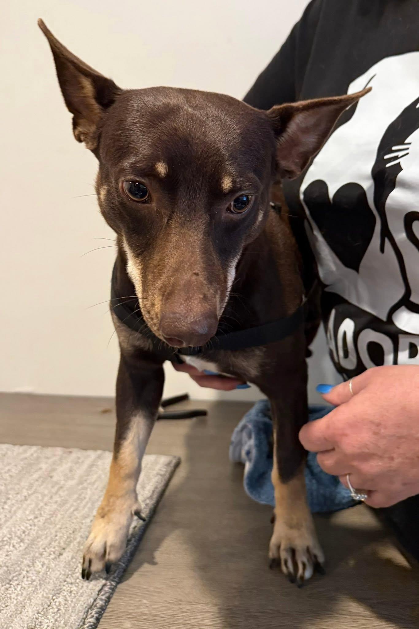 Pocket, a ADOPTABLE mixed breed in Blue Springs, MO image 2/2