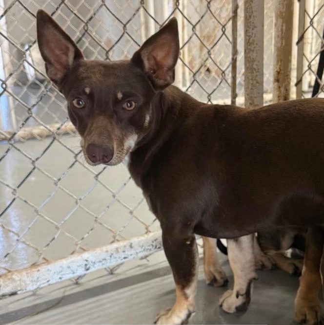 Pocket, ADOPTABLE, Puppy Male Chihuahua.