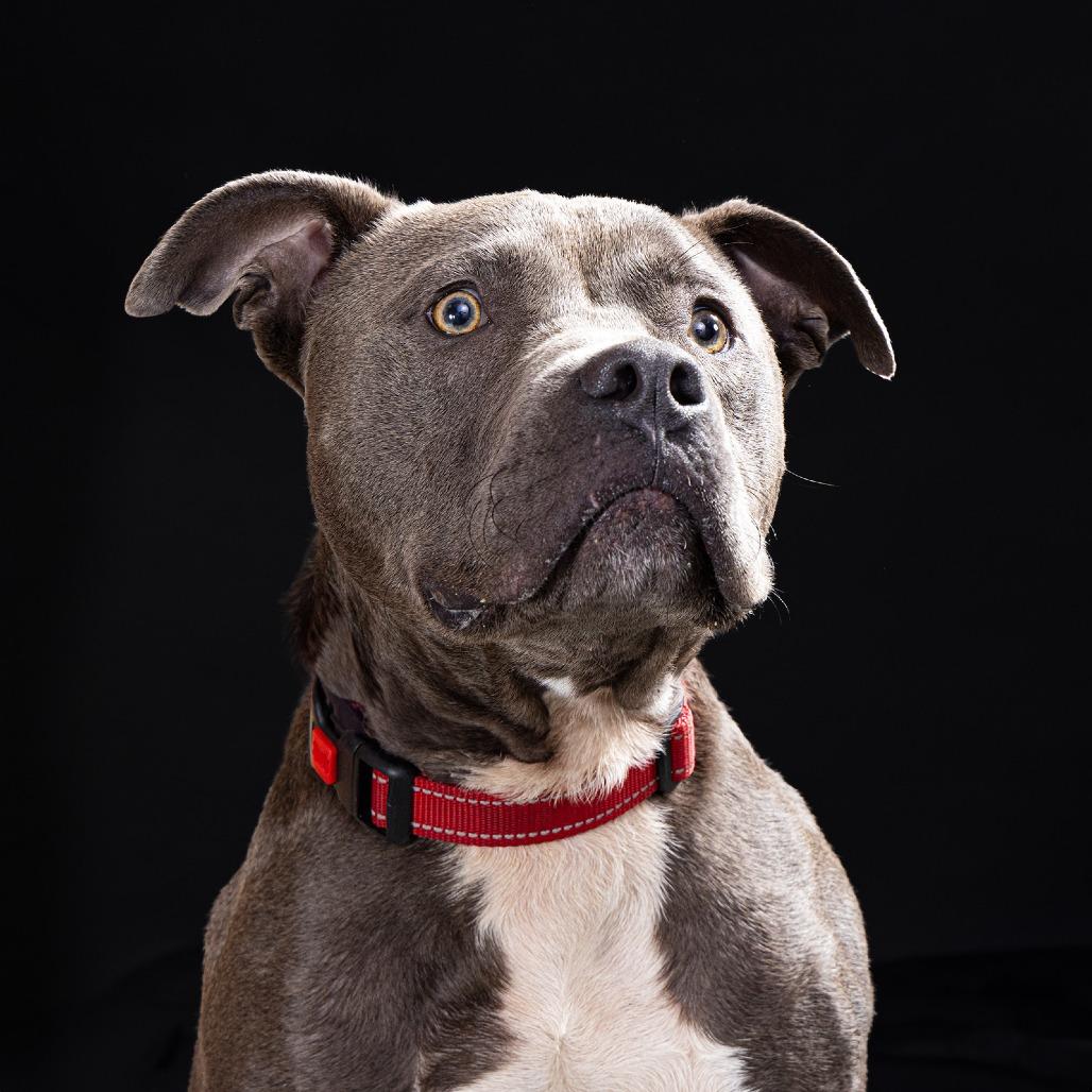 Enlarge Bodie, a Adoptable Mixed Breed in Franklin, TN image 1/5