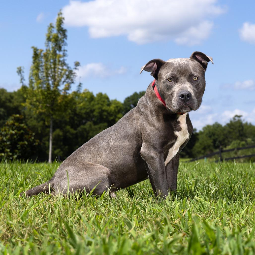 Enlarge Bodie, a Adoptable Mixed Breed in Franklin, TN image 2/5
