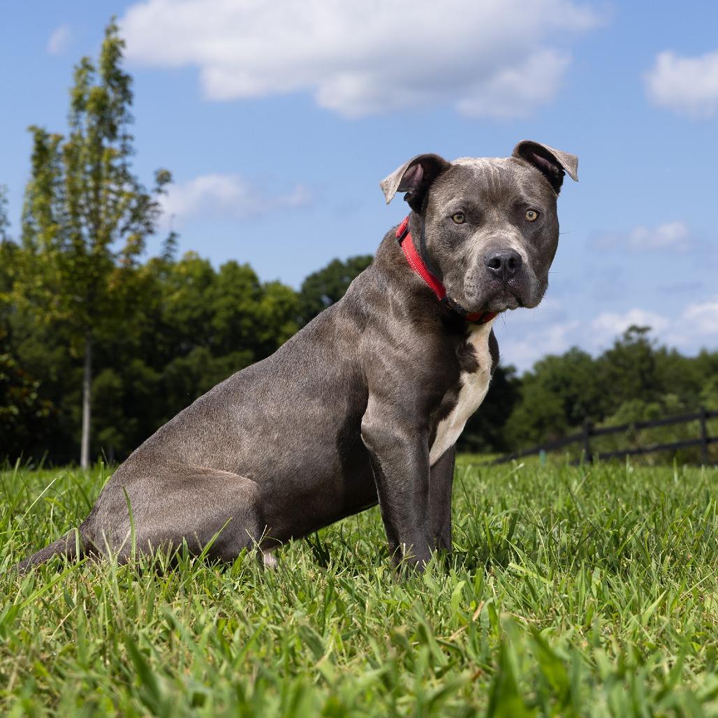 Enlarge Bodie, a Adoptable Mixed Breed in Franklin, TN image 3/5