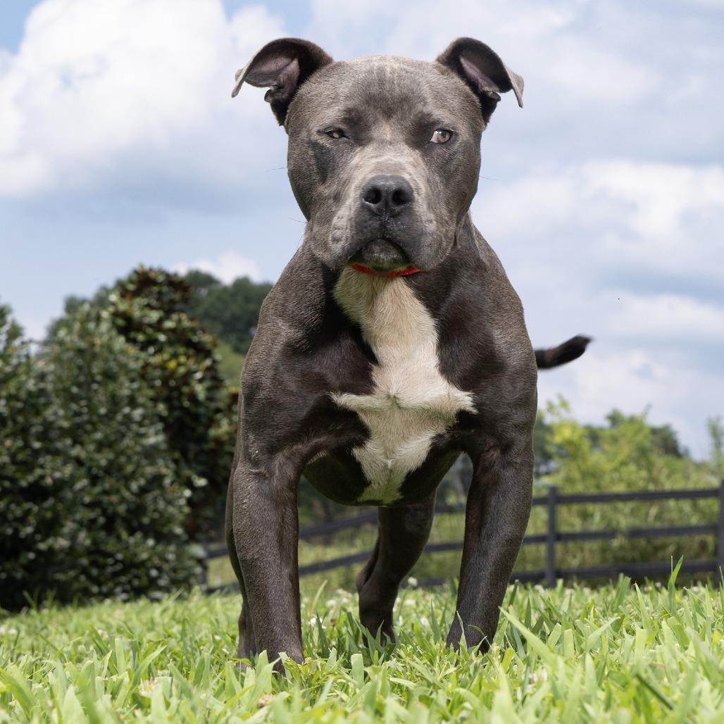 Enlarge Bodie, a Adoptable Mixed Breed in Franklin, TN image 4/5