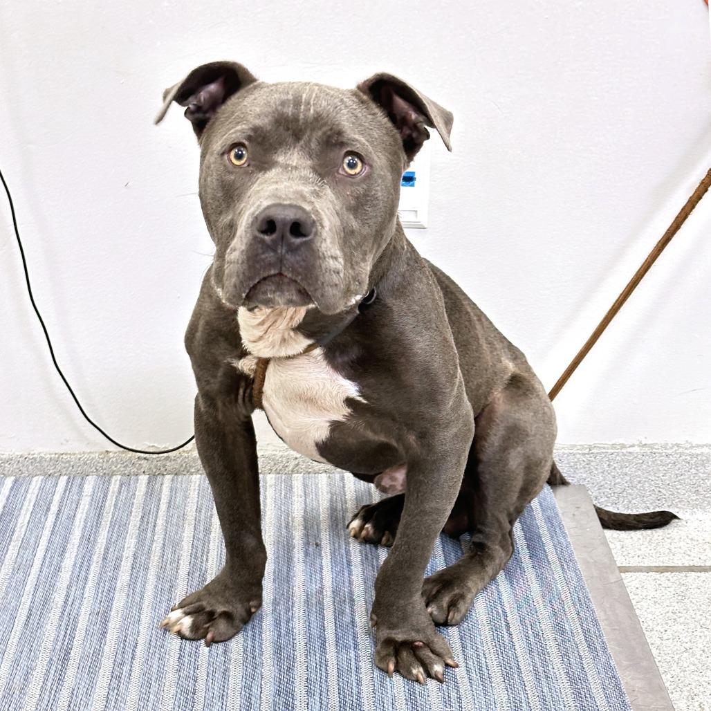Enlarge Bodie, a Adoptable Mixed Breed in Franklin, TN image 5/5