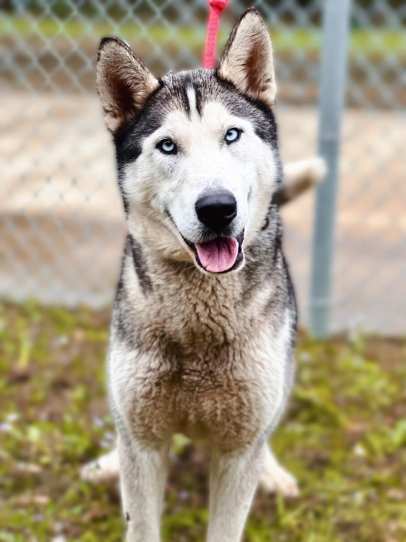 Dog for adoption Poe, a Husky Mix in Wadena, MN Petfinder