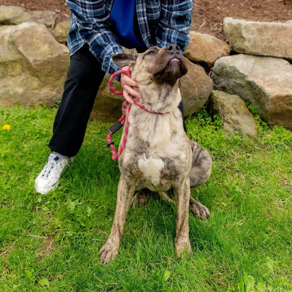 Luna Moon, an adoptable Presa Canario in Chester Springs, PA image 4/6