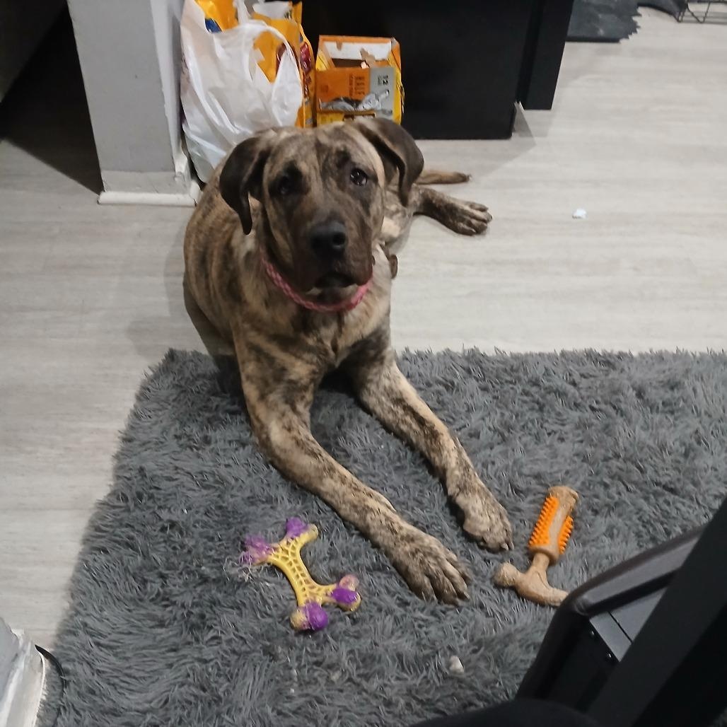 Luna Moon, an adoptable Presa Canario in Chester Springs, PA image 5/6