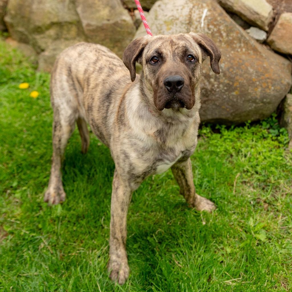 Luna Moon, adoptable, Puppy Female Presa Canario.