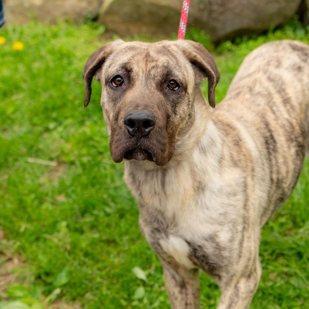 Luna Moon, an adoptable Presa Canario in Chester Springs, PA image 3/6