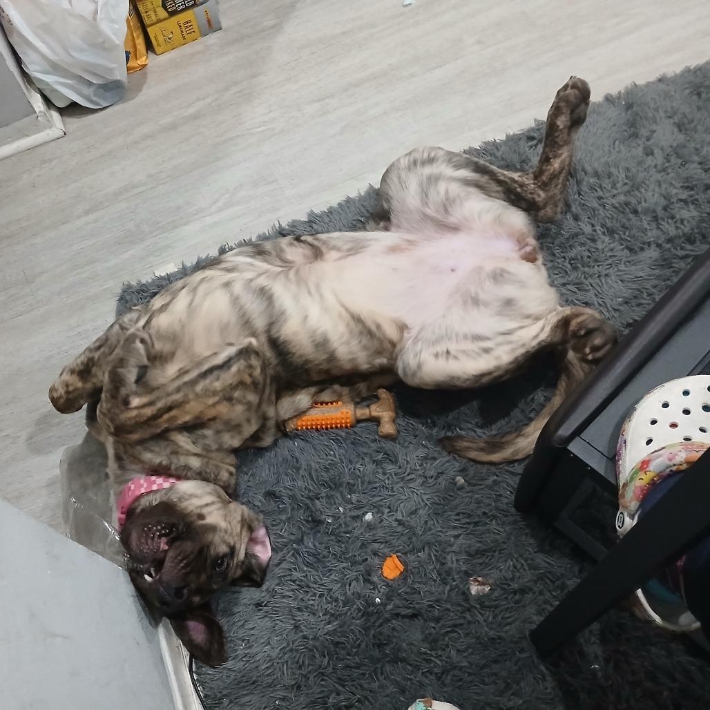 Luna Moon, an adoptable Presa Canario in Chester Springs, PA image 6/6