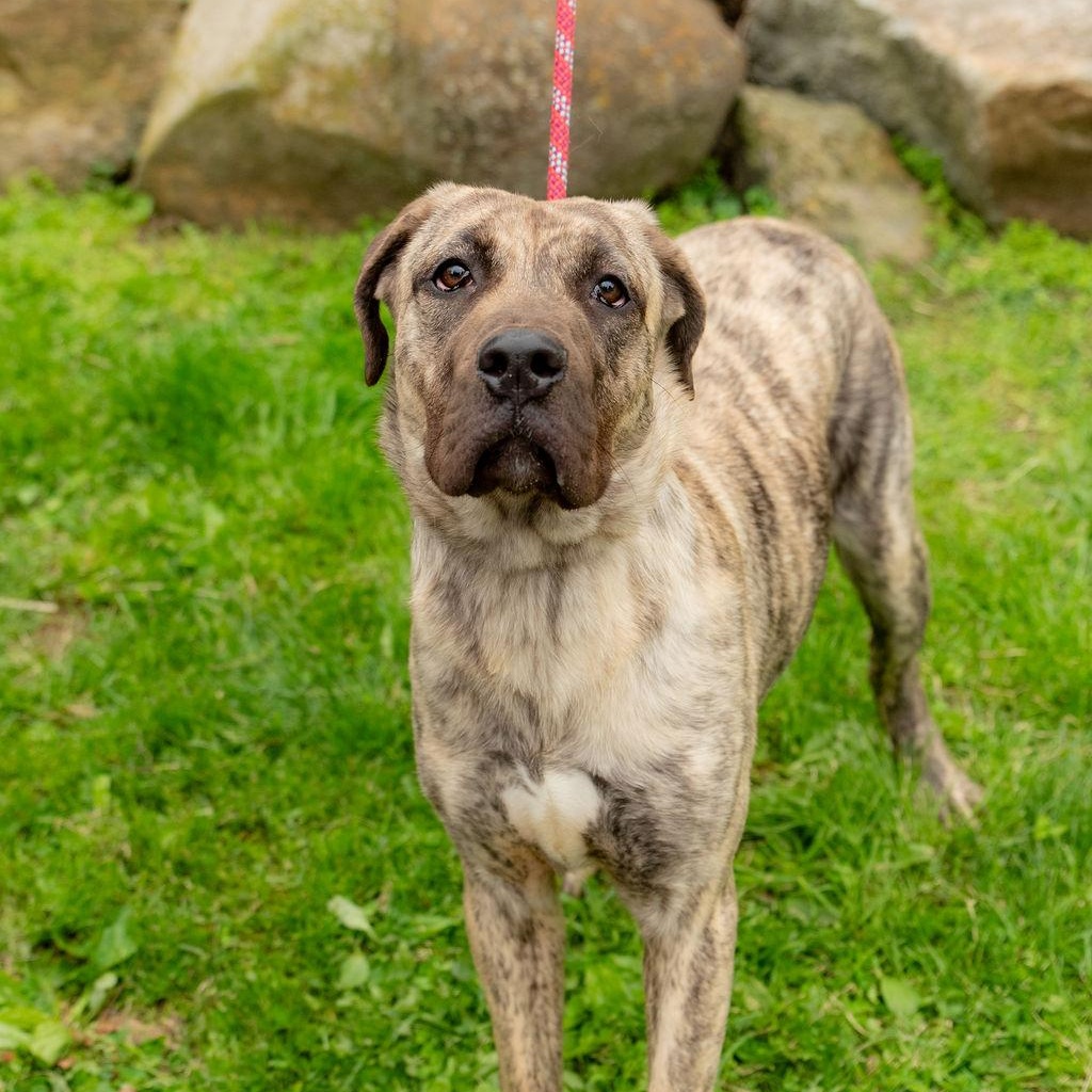 Luna Moon, an adoptable Presa Canario in Chester Springs, PA image 2/6