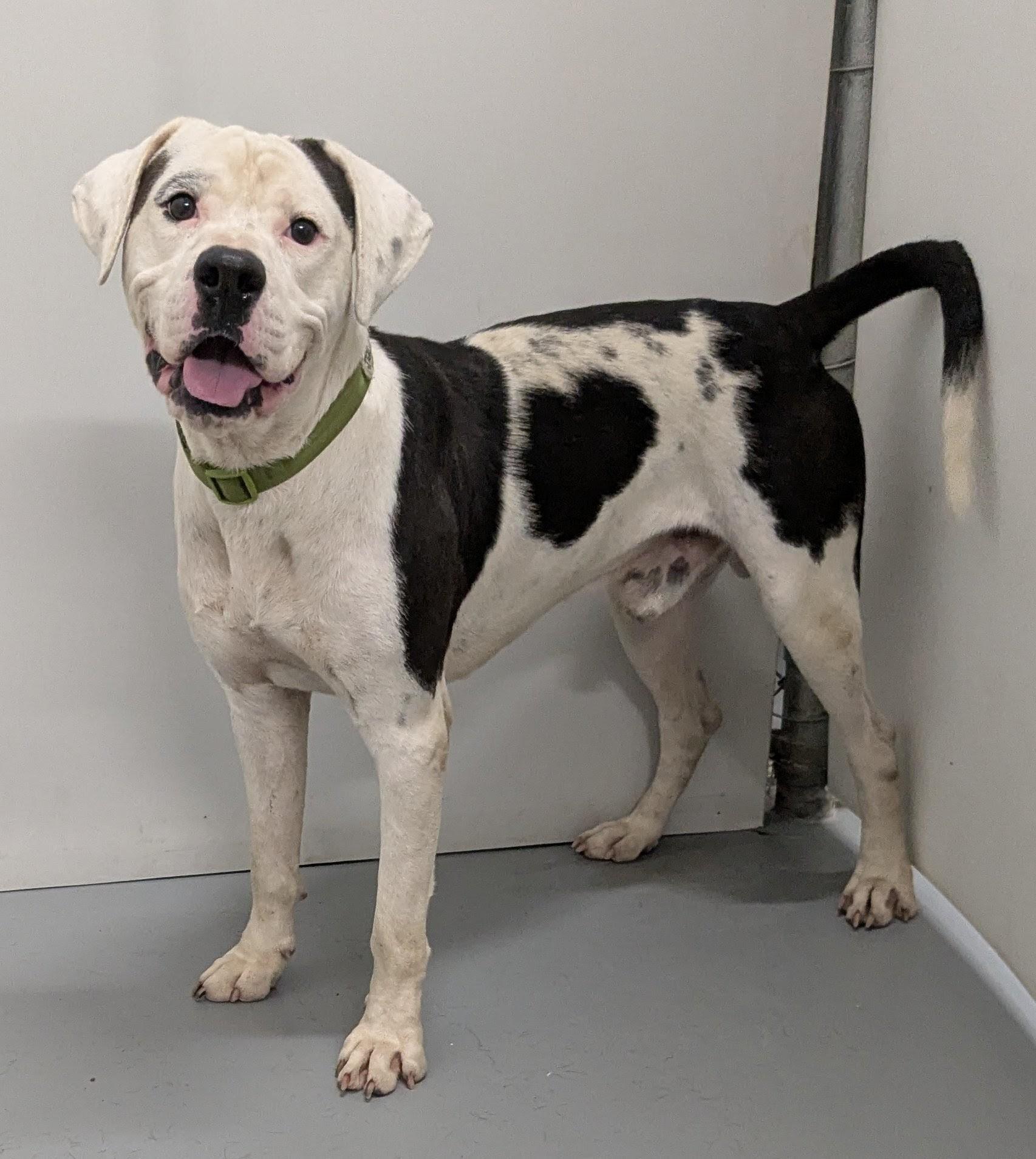 Chance, an adoptable American Bulldog in Aurora, NE, 68818 | Photo Image 2