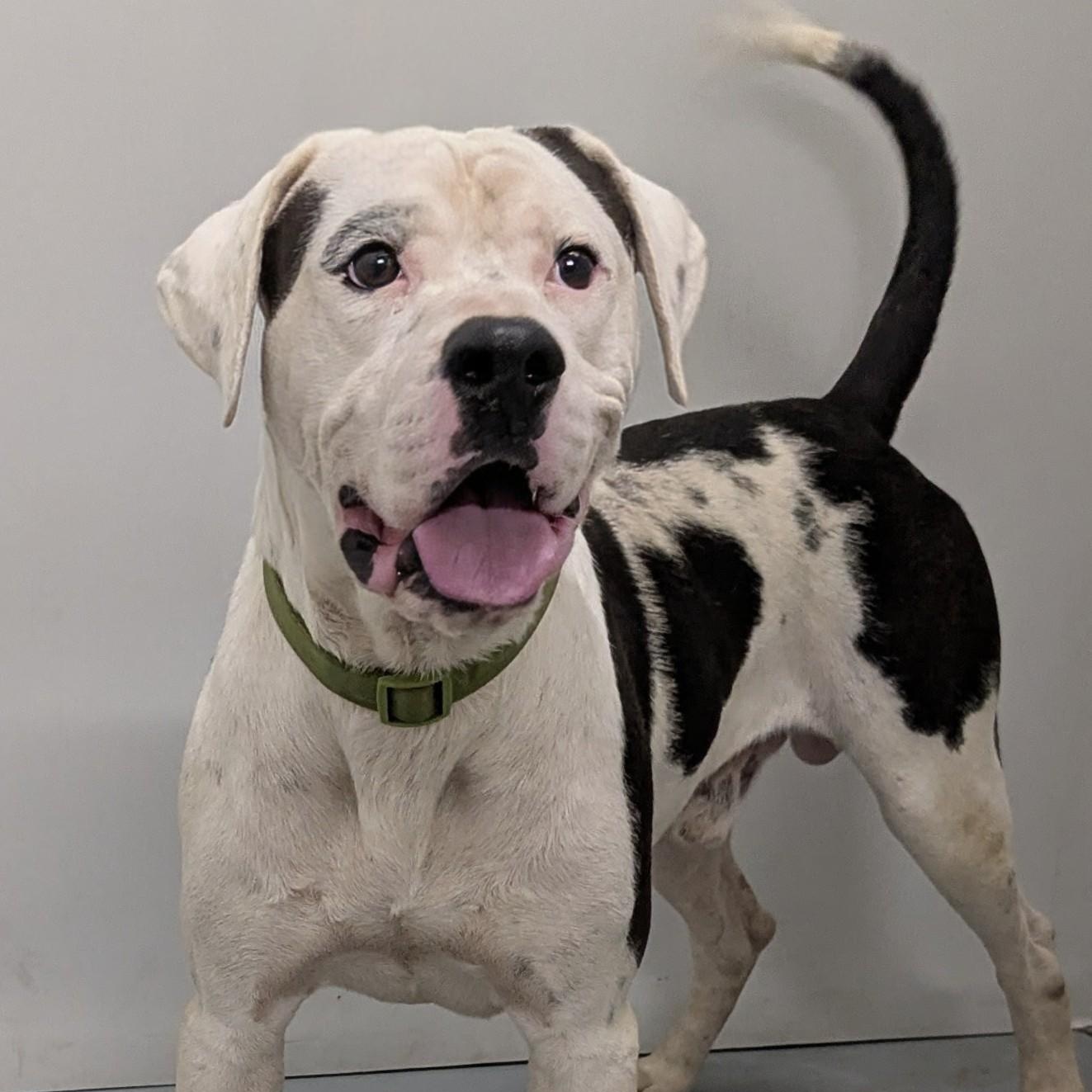 Chance, an adoptable American Bulldog in Aurora, NE, 68818 | Photo Image 3