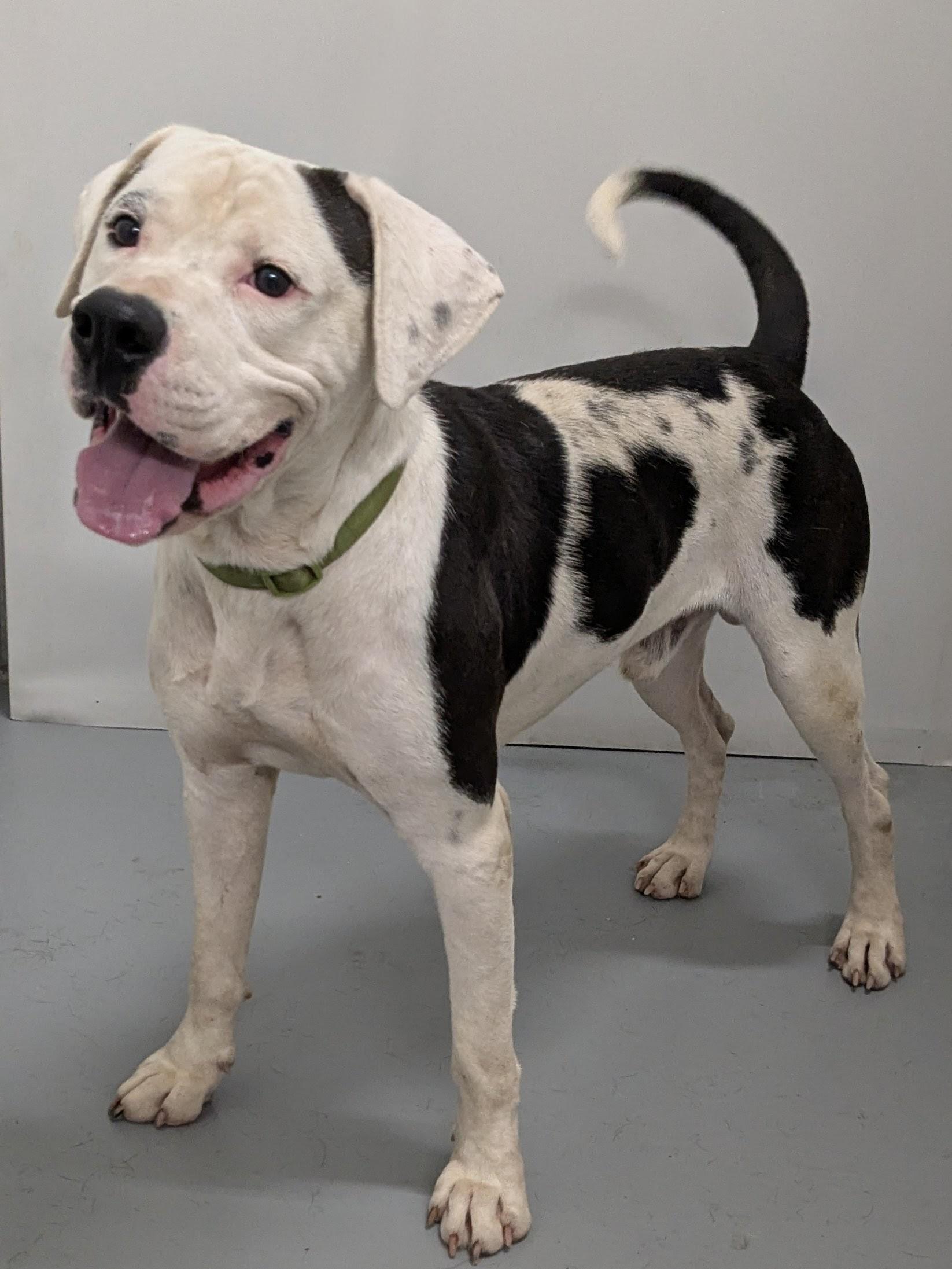 Chance, an adoptable American Bulldog in Aurora, NE, 68818 | Photo Image 4