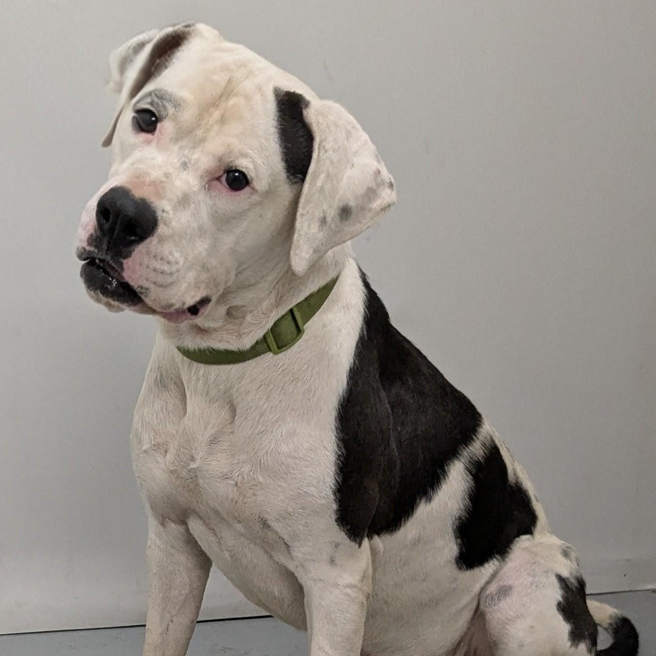 Chance, an adoptable American Bulldog in Aurora, NE, 68818 | Photo Image 5