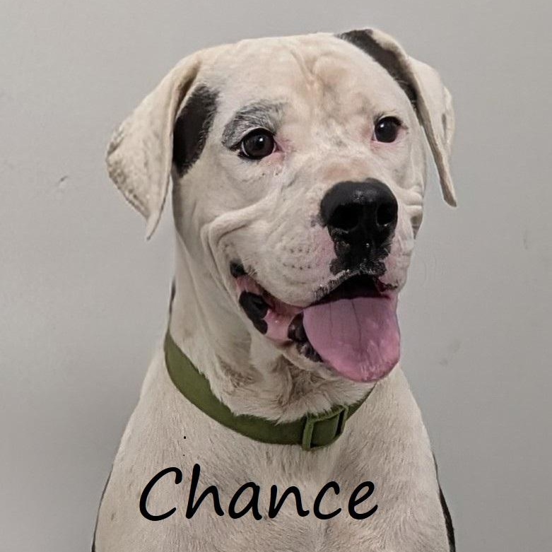 Chance, Adoptable, Young Male American Bulldog.