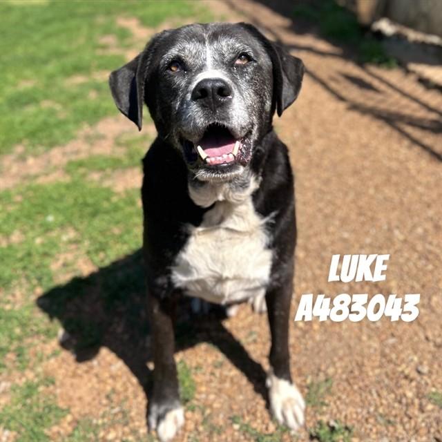 LUKE, Adoptable, Adult Male Labrador Retriever & Mixed Breed.