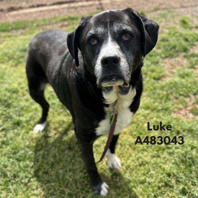 Enlarge LUKE, a Adoptable mixed breed in Huntsville, AL image 1/1