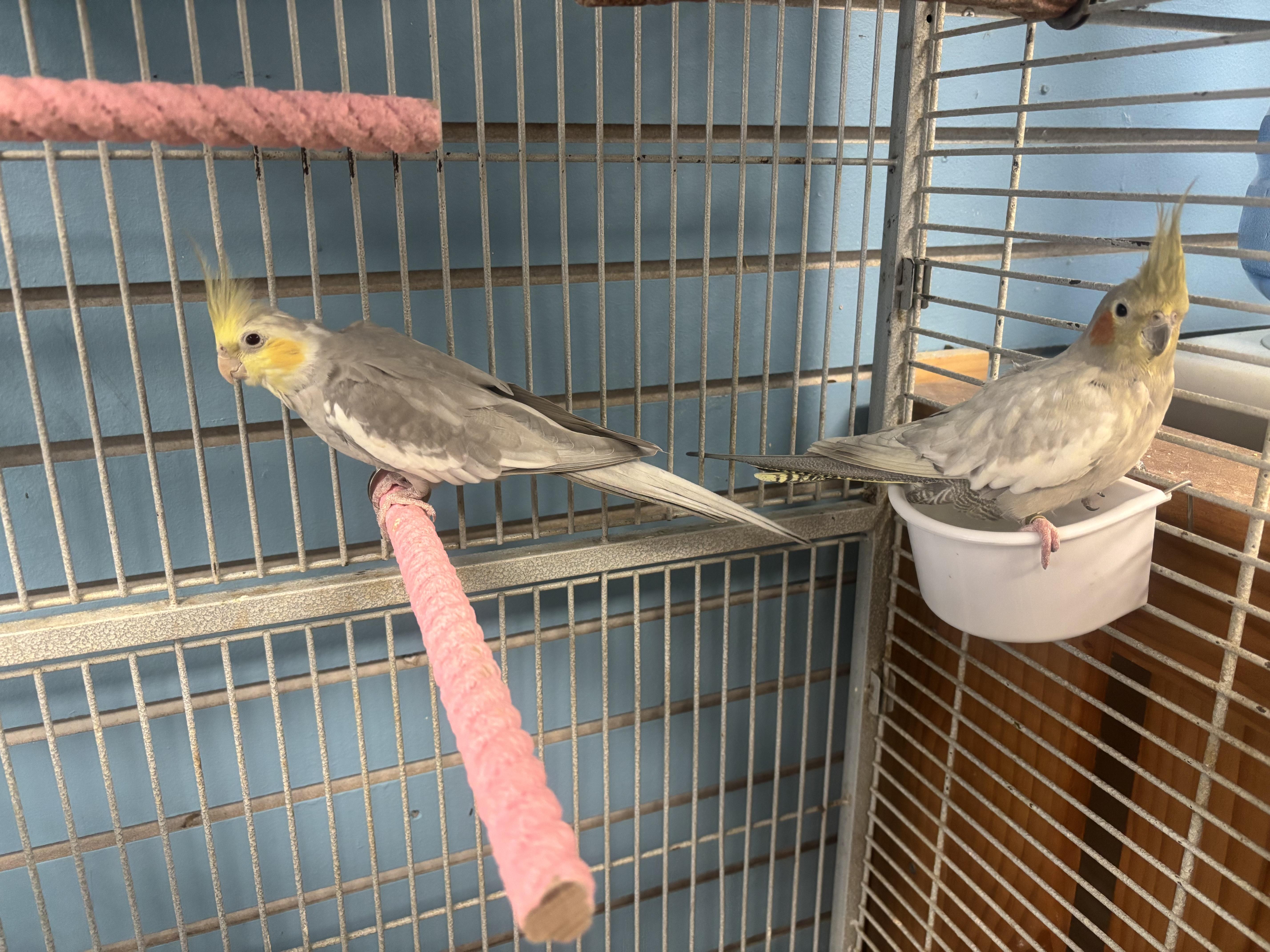 Enlarge Fred and Willma, a Adoptable Cockatiel in Lyndhurst, NJ image 1/1