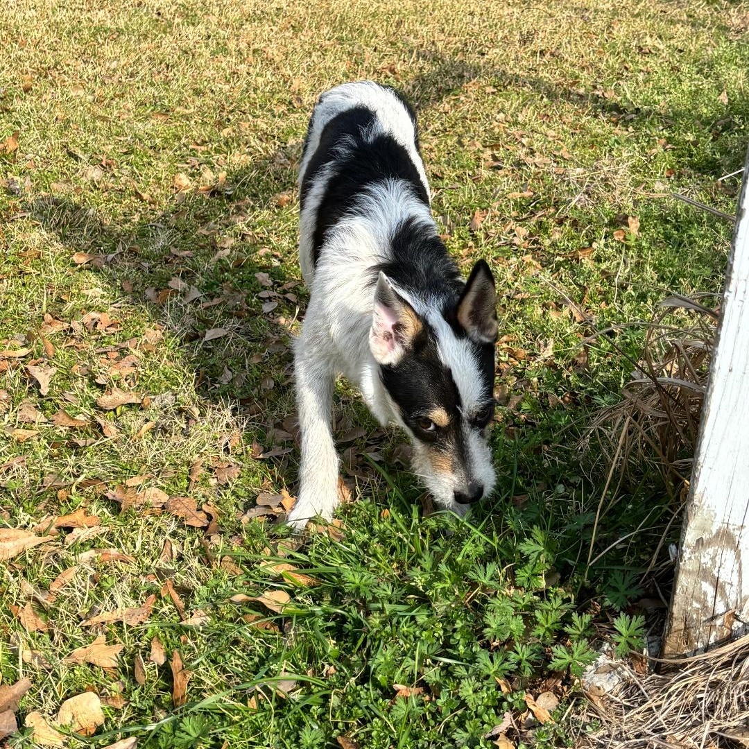 Enlarge Jack, a ADOPTABLE mixed breed in Anderson, TX image 1/1