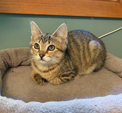 Enlarge Bones, a Adoptable Domestic Short Hair in Andover, MN image 4/6