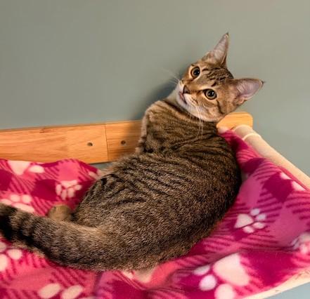 Enlarge Bones, a Adoptable Domestic Short Hair in Andover, MN image 2/6