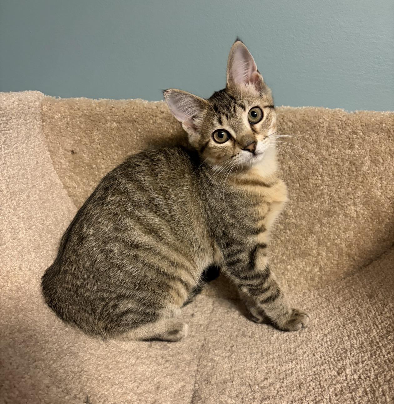 Enlarge Bones, a Adoptable Domestic Short Hair in Andover, MN image 3/6