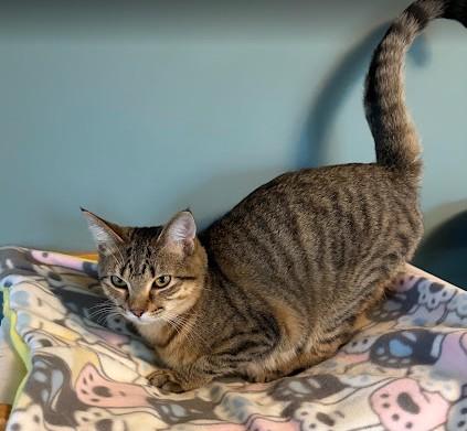 Enlarge Bones, a Adoptable Domestic Short Hair in Andover, MN image 1/6