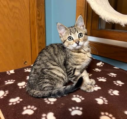 Enlarge Bones, a Adoptable Domestic Short Hair in Andover, MN image 5/6