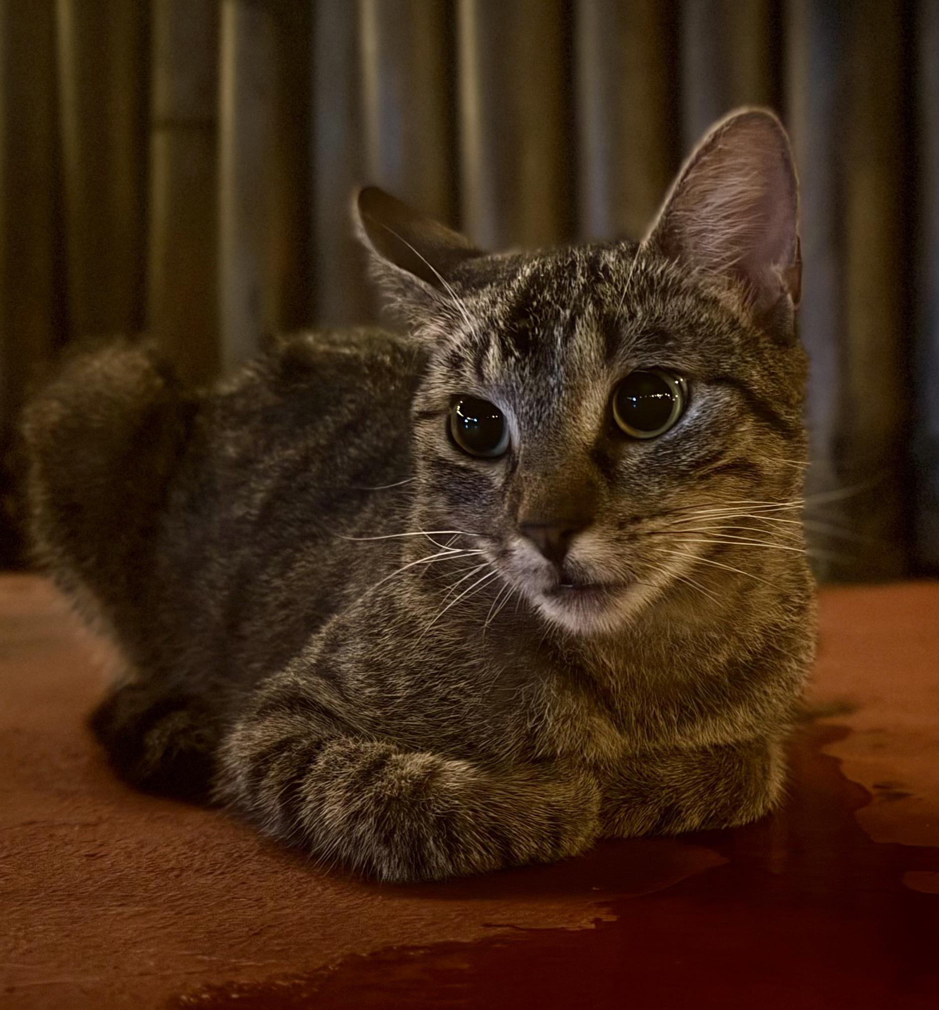 Enlarge Val, a Adoptable American Shorthair in Plymouth, MN image 1/2