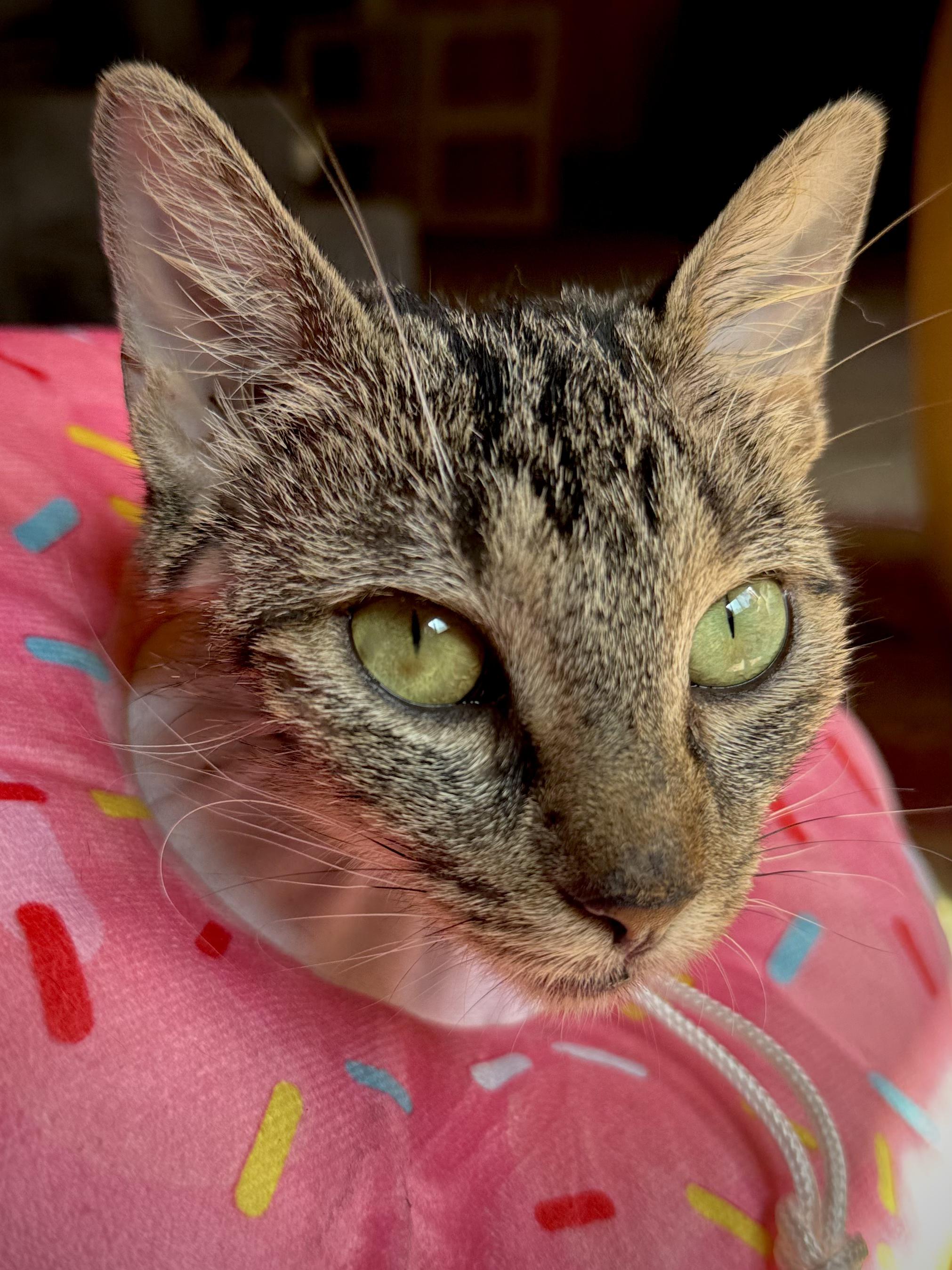 Enlarge Val, a Adoptable American Shorthair in Plymouth, MN image 2/2