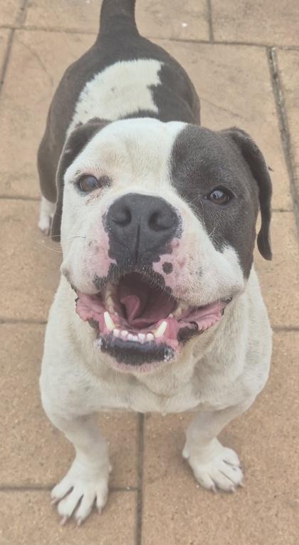 Queen, Adoptable, Adult Female Bull Terrier & Mixed Breed.